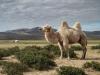 White camel