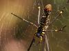Golden orb-weaver