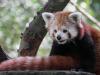 Petit chat-ours