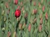 Spring is coming