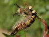 Chenille Punk
