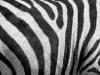 Black & White