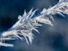 Aiguilles de glace