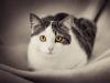 Avoir des yeux de chat