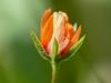 Eclosion
