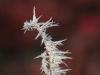 Epines de glace