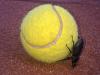 Bousier tennisman