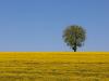 Tapis jaune