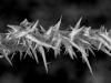 Cristaux de glace