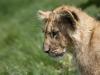 Petit lion