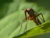 De mal Empis
