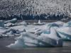 Cygne de glace