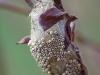 Perles rares