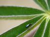 Le rayon vert